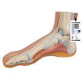 3B Scientific Normal Foot - w/ 3B Smart Anatomy 1000354